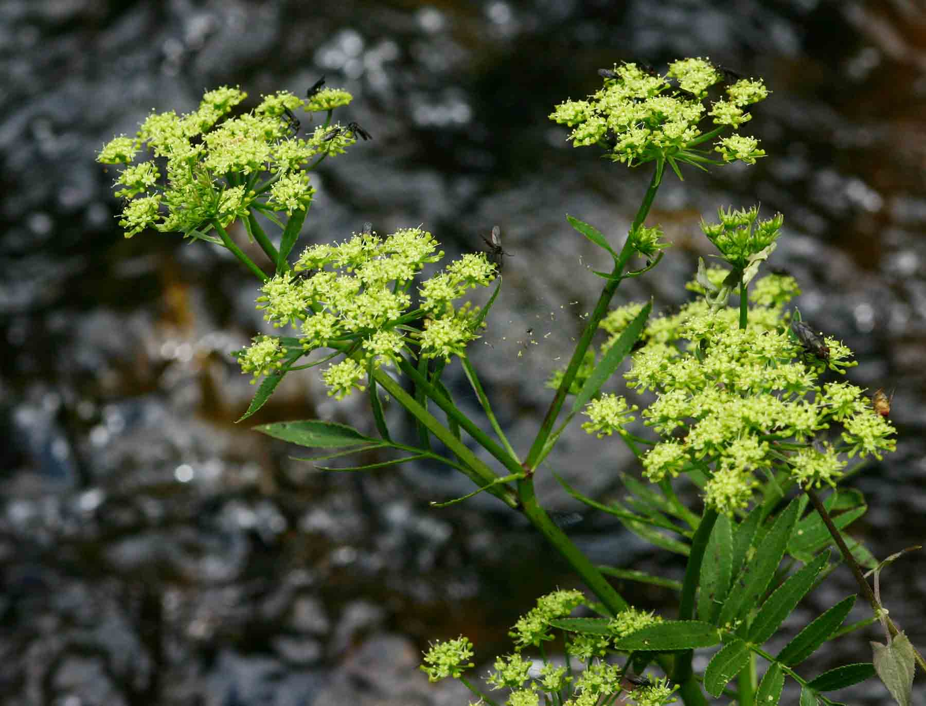 Sium repandum