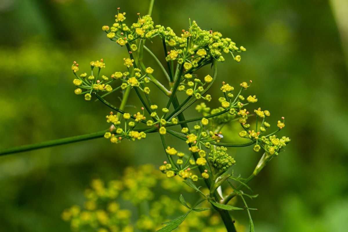 Lefebvrea grantii