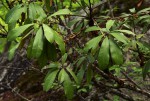 Englerophytum magalismontanum