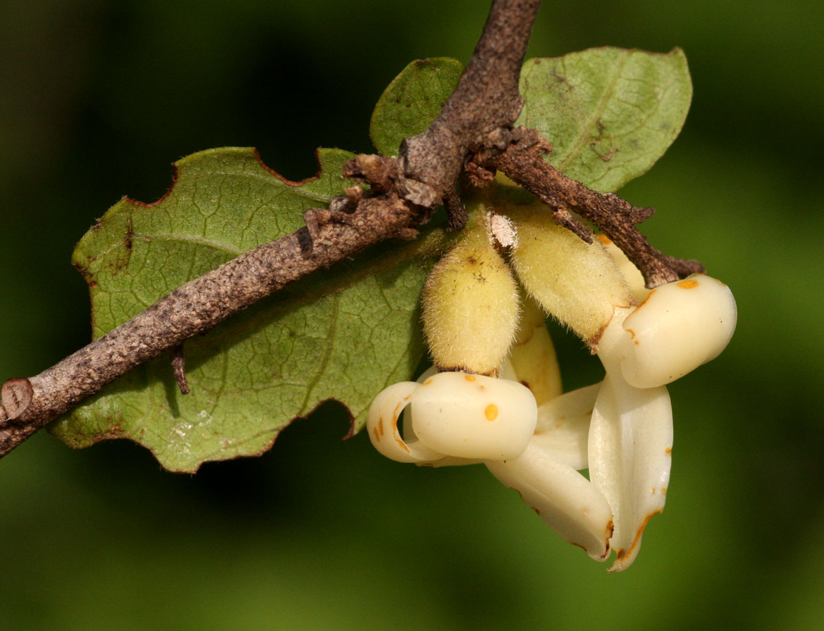 Diospyros senensis