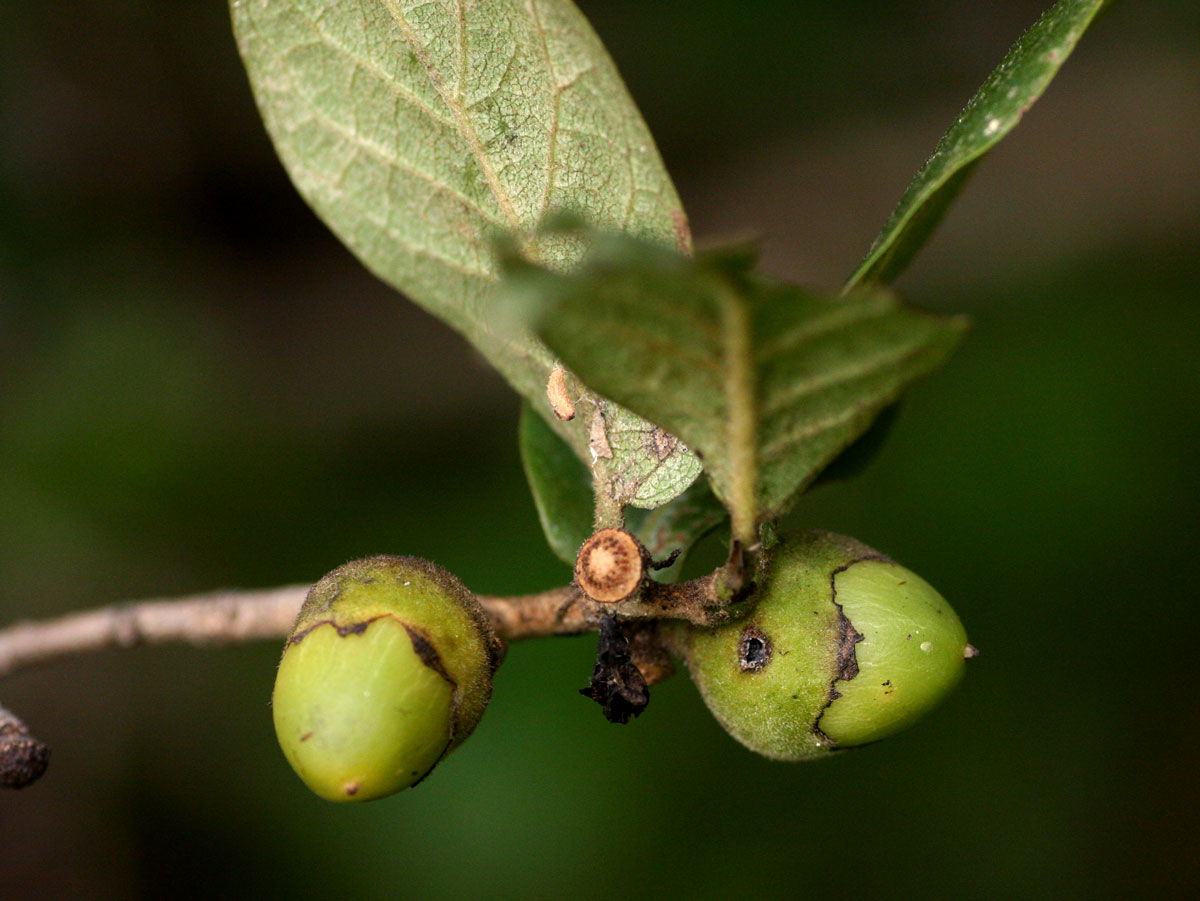 Diospyros senensis