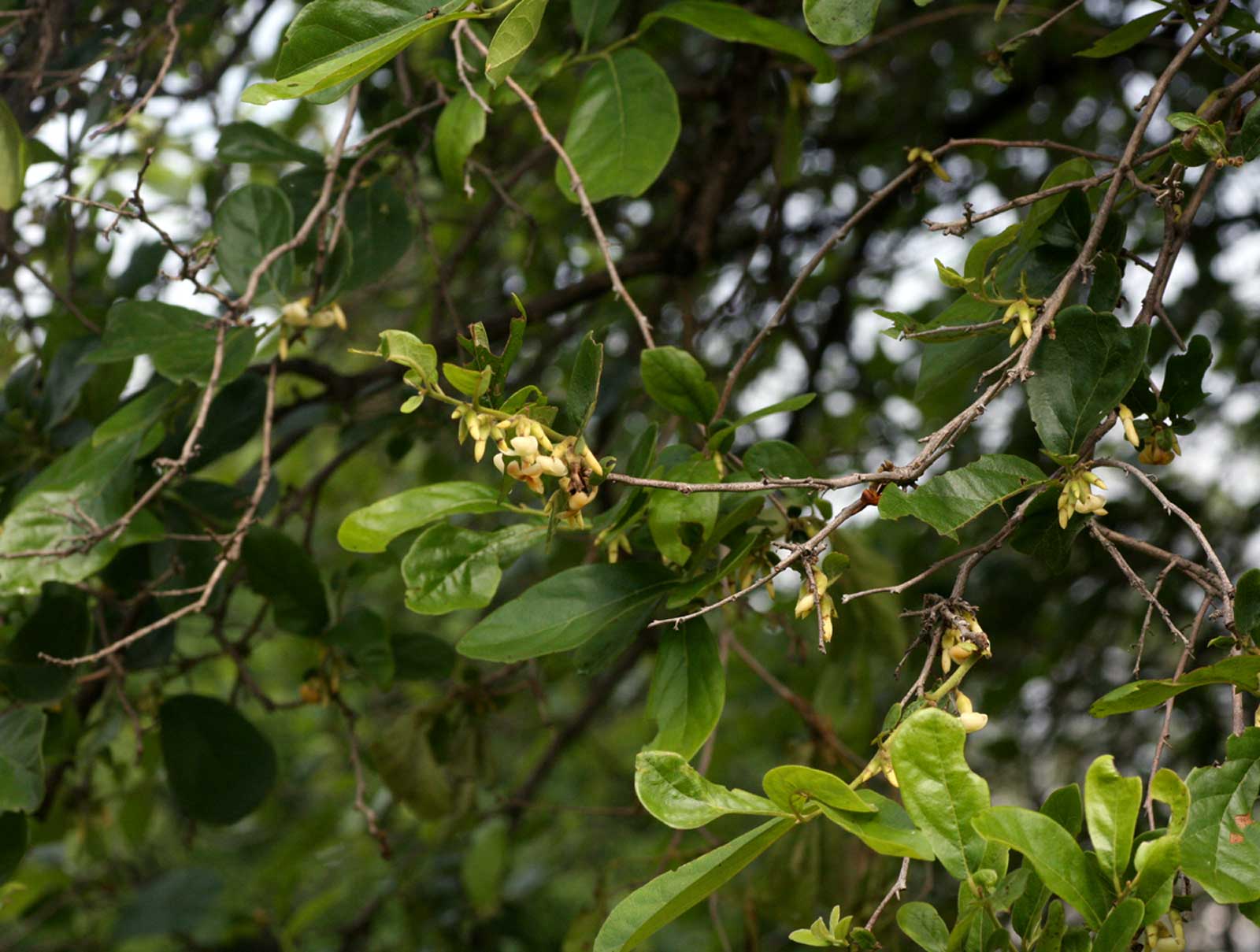 Diospyros senensis