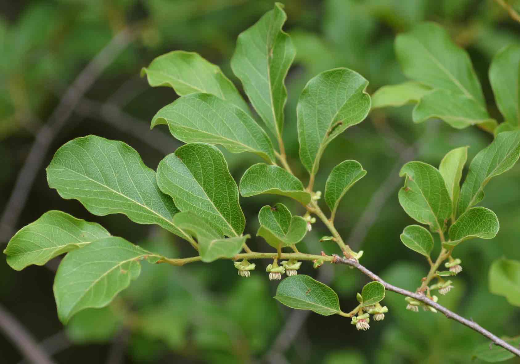 Diospyros squarrosa