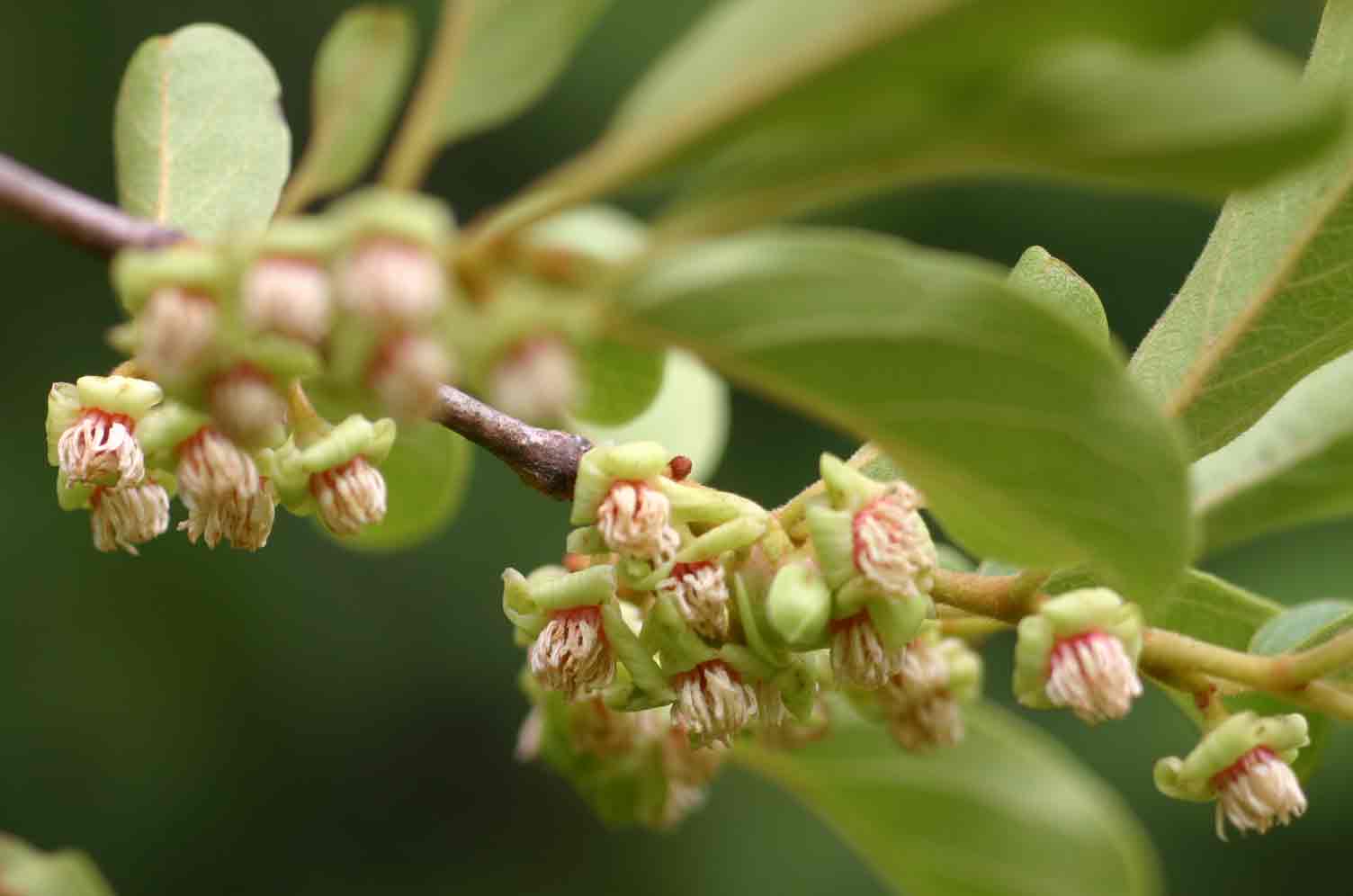 Diospyros squarrosa