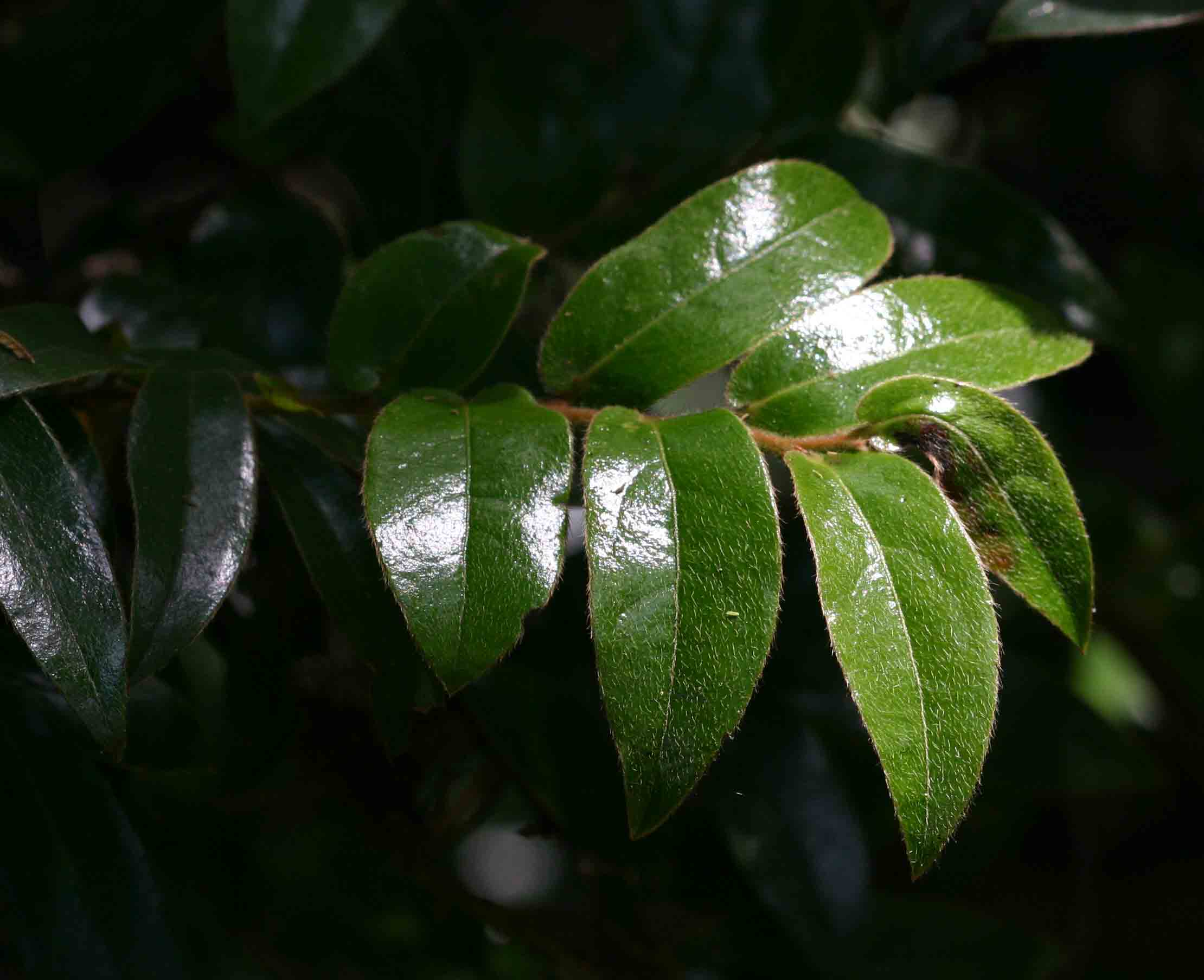 Diospyros whyteana