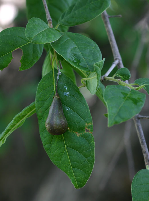 Schrebera trichoclada