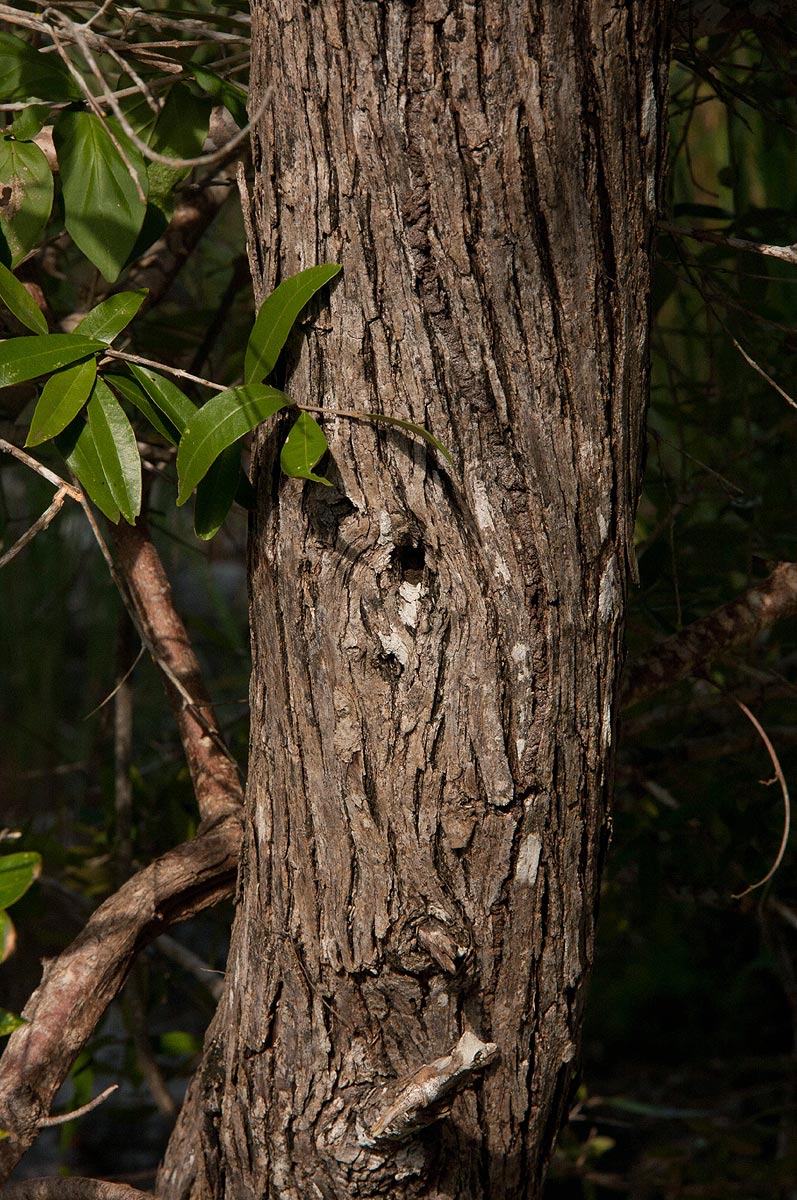 Olea europaea subsp. cuspidata