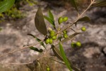 Olea europaea subsp. cuspidata