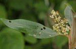 Olea europaea subsp. cuspidata