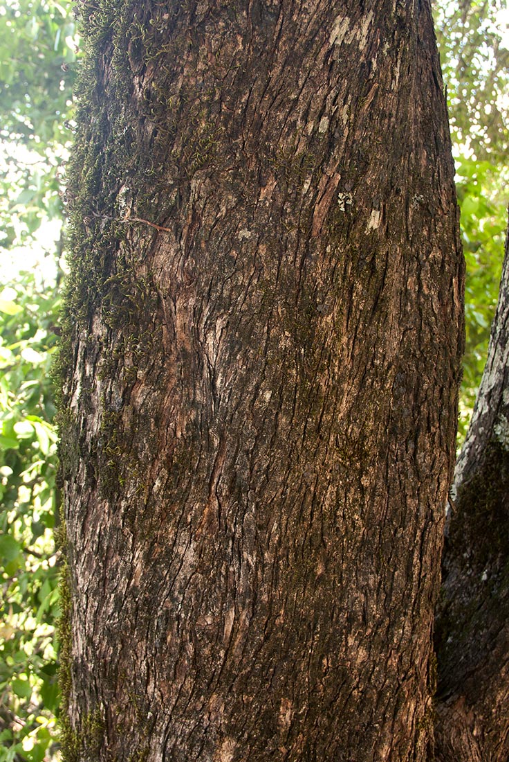 Olea europaea subsp. cuspidata