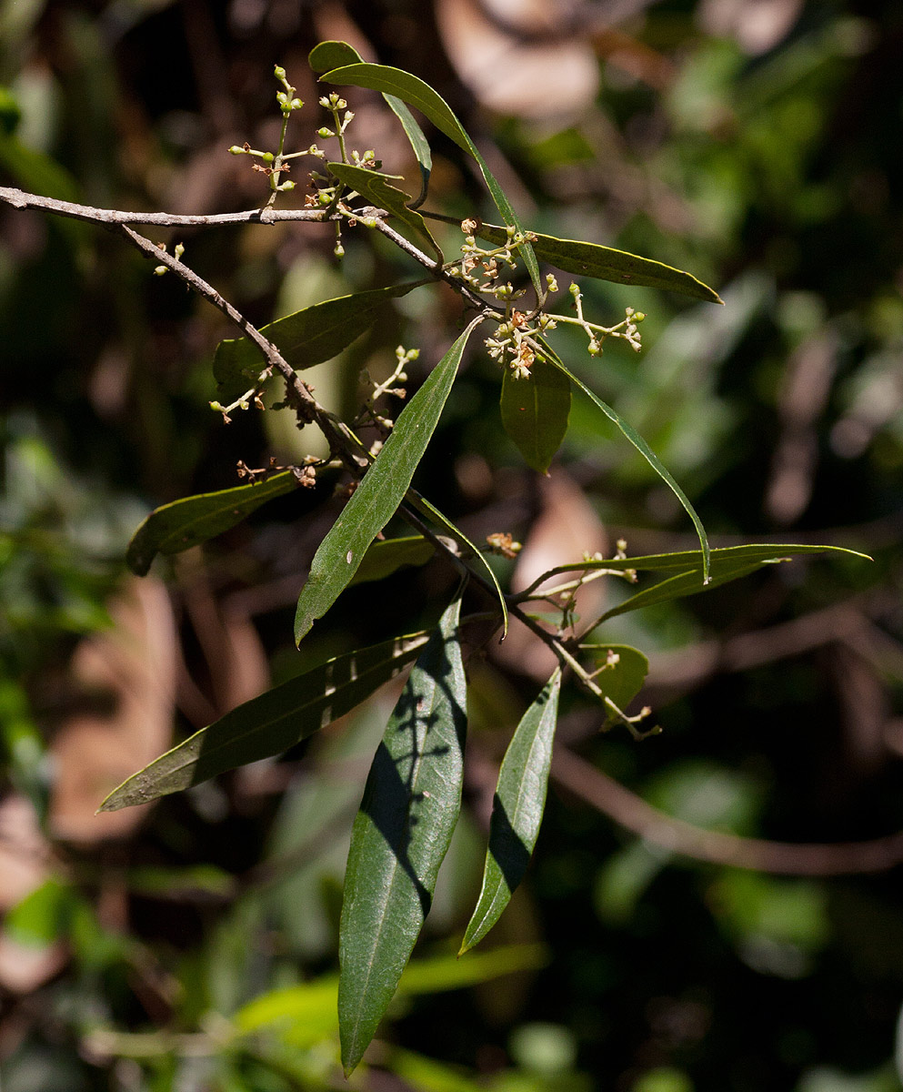 Olea europaea subsp. cuspidata