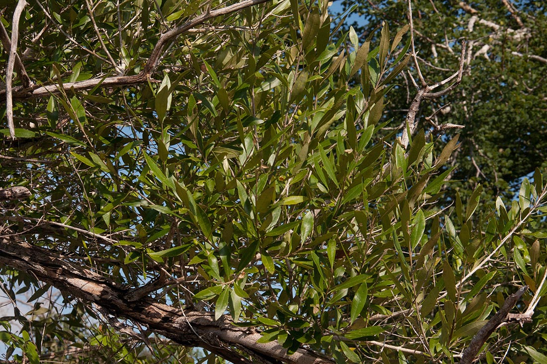 Olea europaea subsp. cuspidata