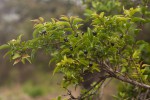 Jasminum multipartitum