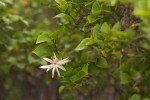 Jasminum multipartitum