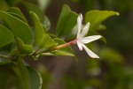 Jasminum multipartitum