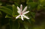 Jasminum multipartitum