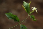 Jasminum streptopus