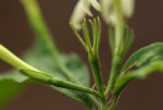 Jasminum streptopus