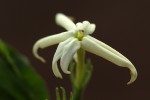 Jasminum streptopus