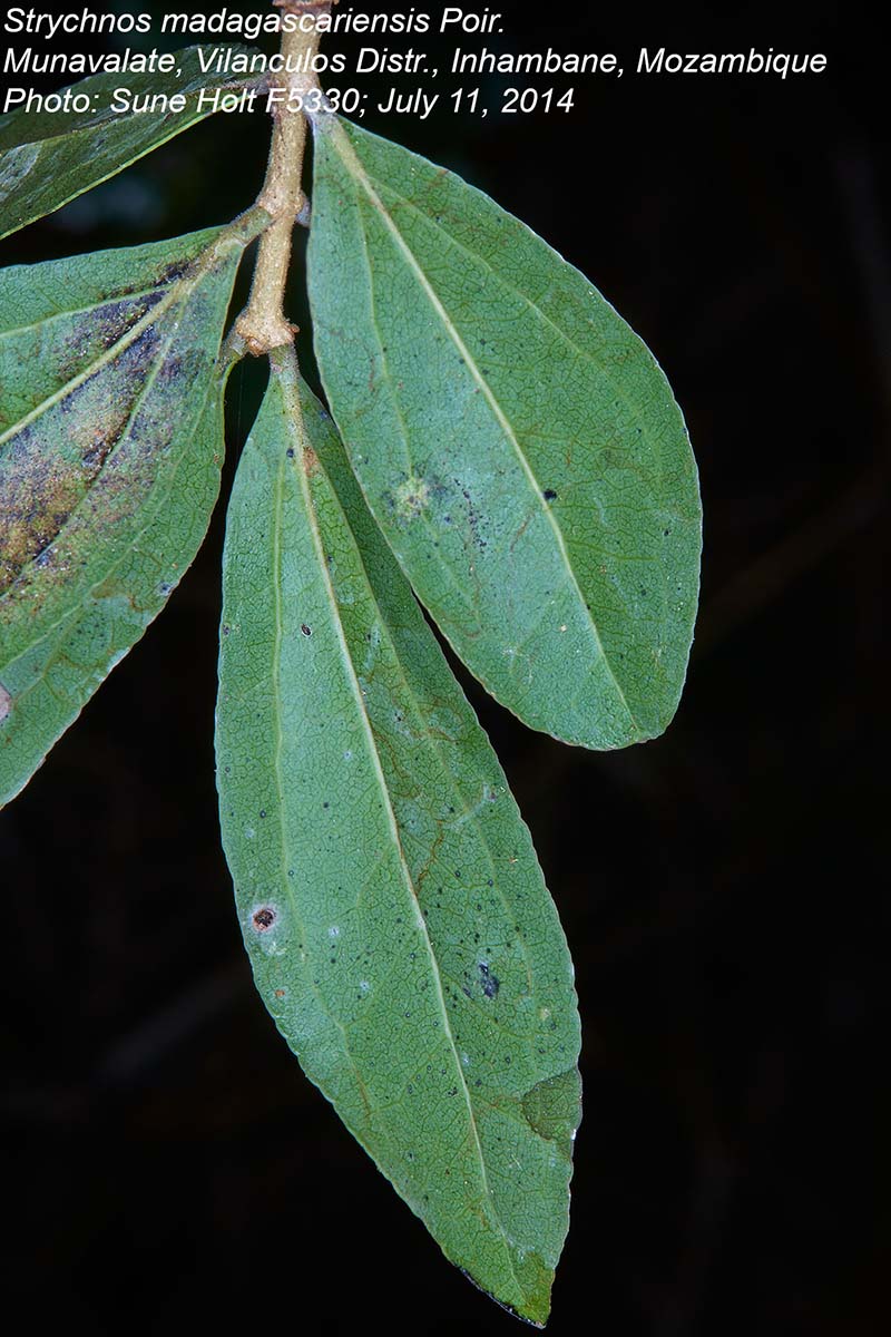 Strychnos madagascariensis