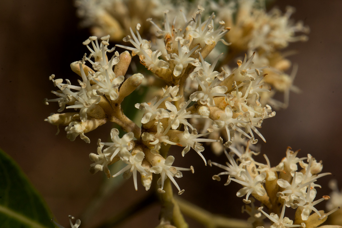 Nuxia floribunda