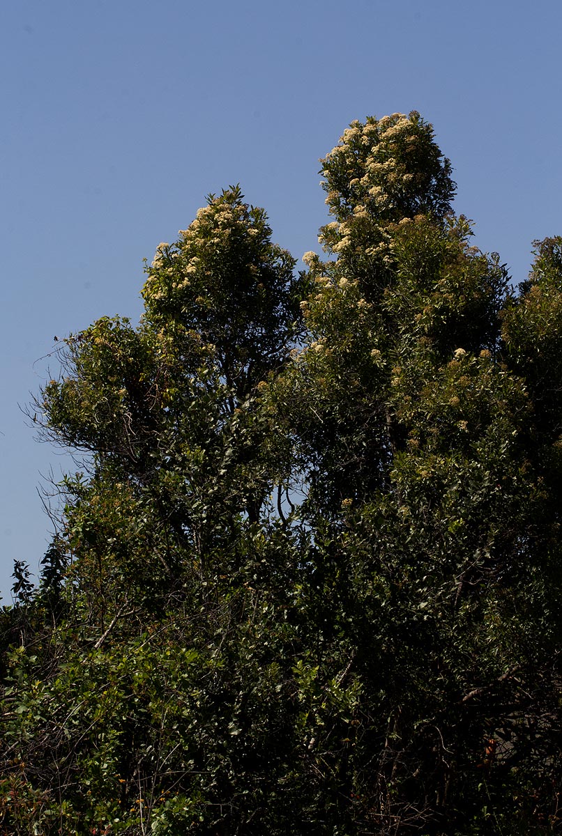 Nuxia floribunda