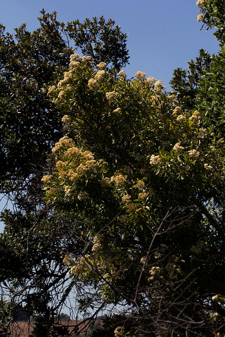 Nuxia floribunda