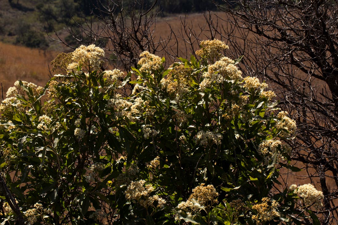 Nuxia floribunda