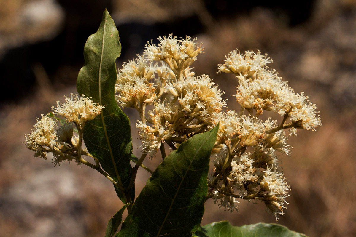 Nuxia floribunda