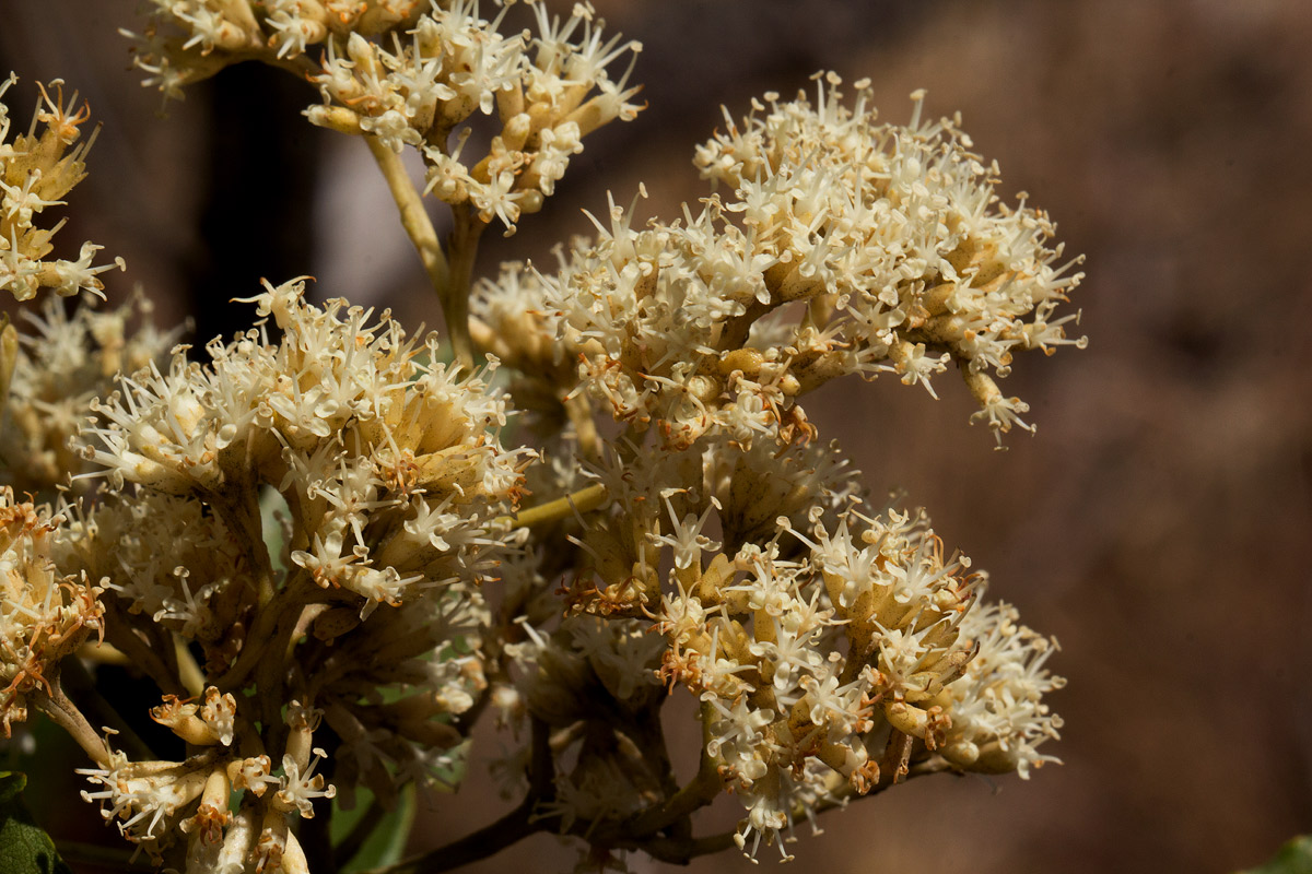 Nuxia floribunda