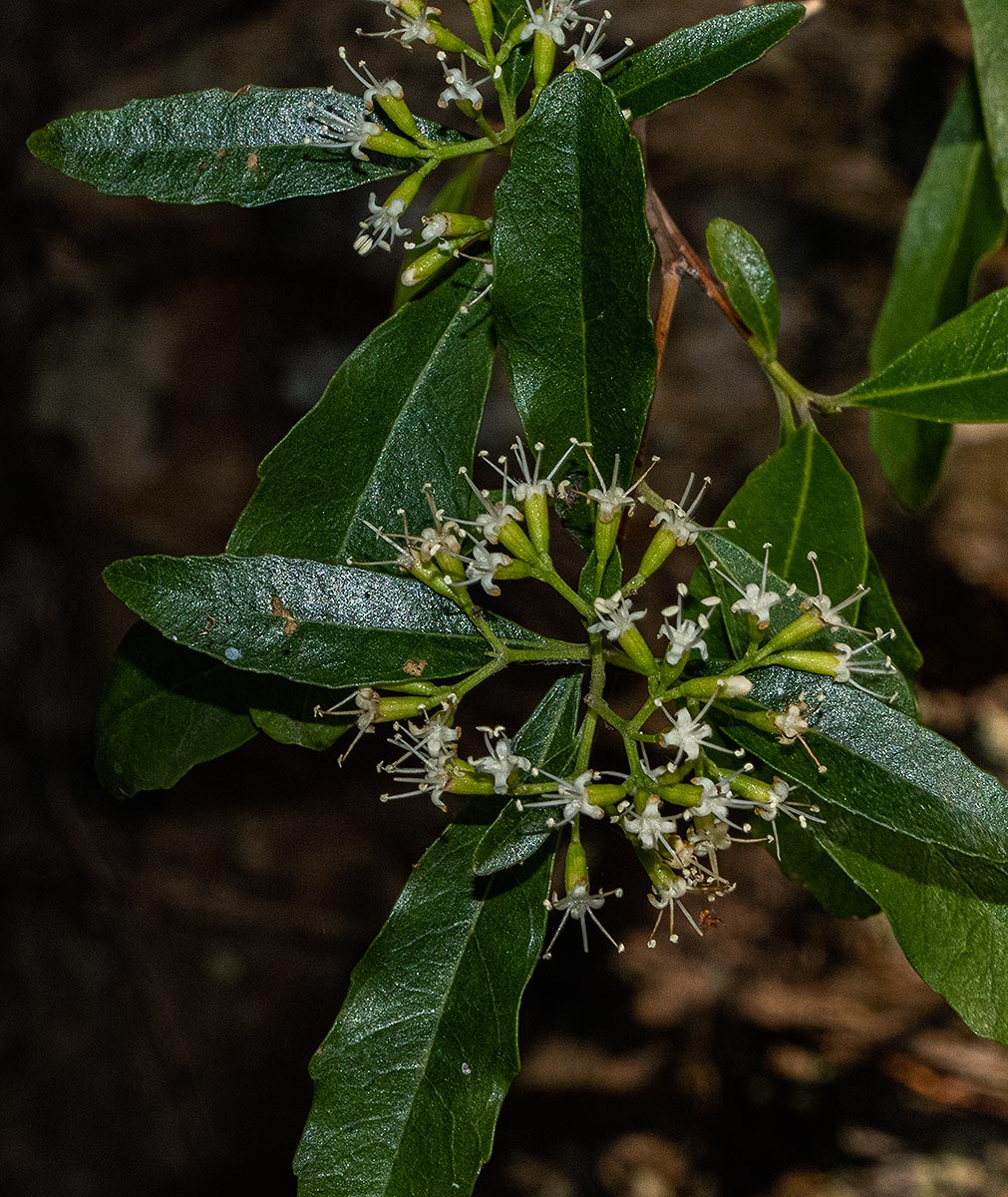 Nuxia oppositifolia