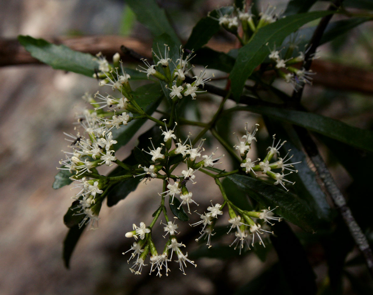 Nuxia oppositifolia