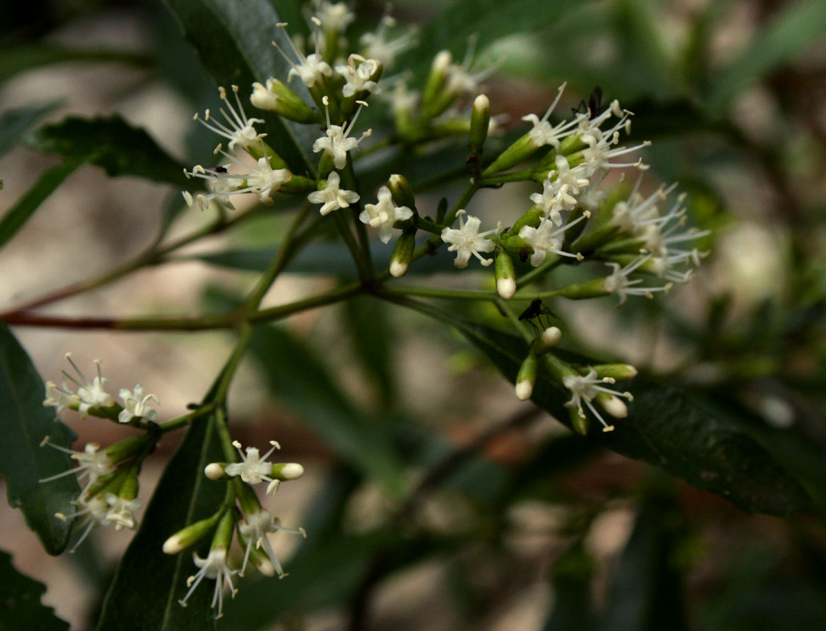 Nuxia oppositifolia