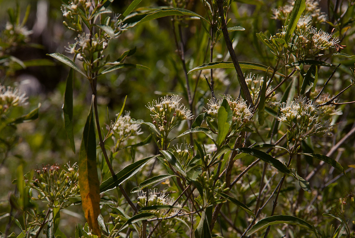 Nuxia oppositifolia