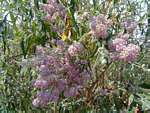 Buddleja salviifolia