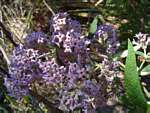 Buddleja salviifolia