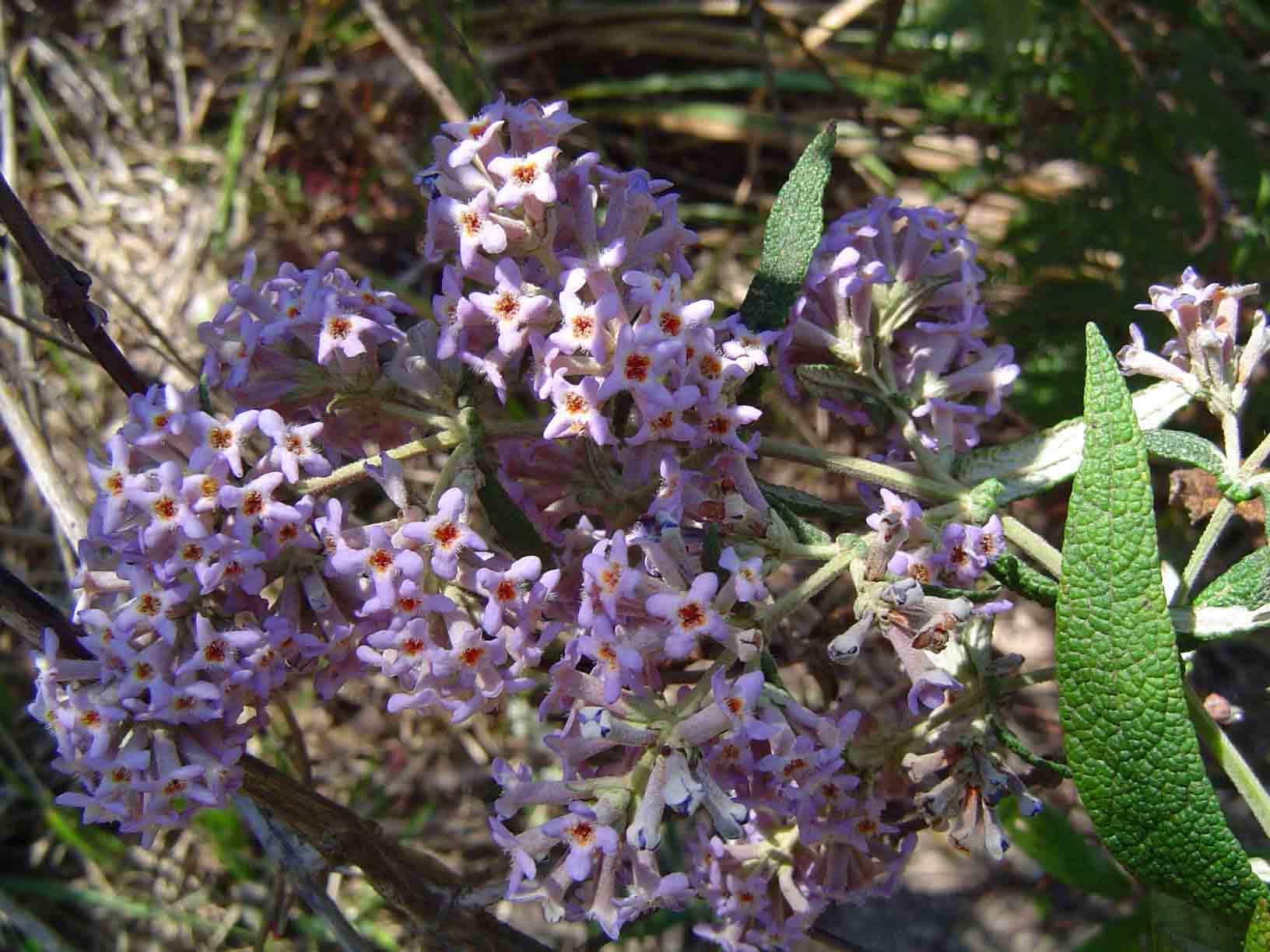 Buddleja salviifolia