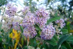 Buddleja salviifolia