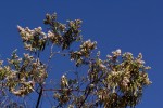 Buddleja salviifolia