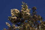 Buddleja salviifolia