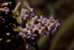 Buddleja salviifolia