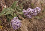 Buddleja salviifolia