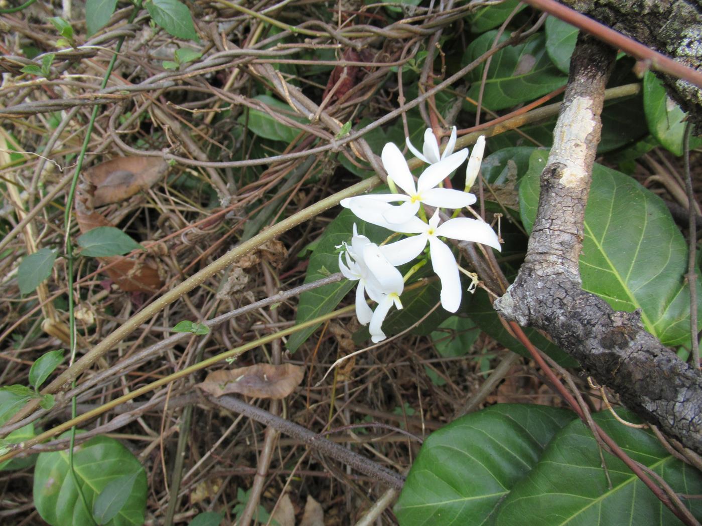 Saba comorensis