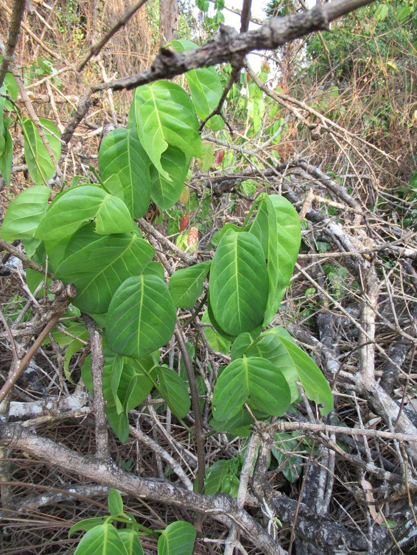 Saba comorensis