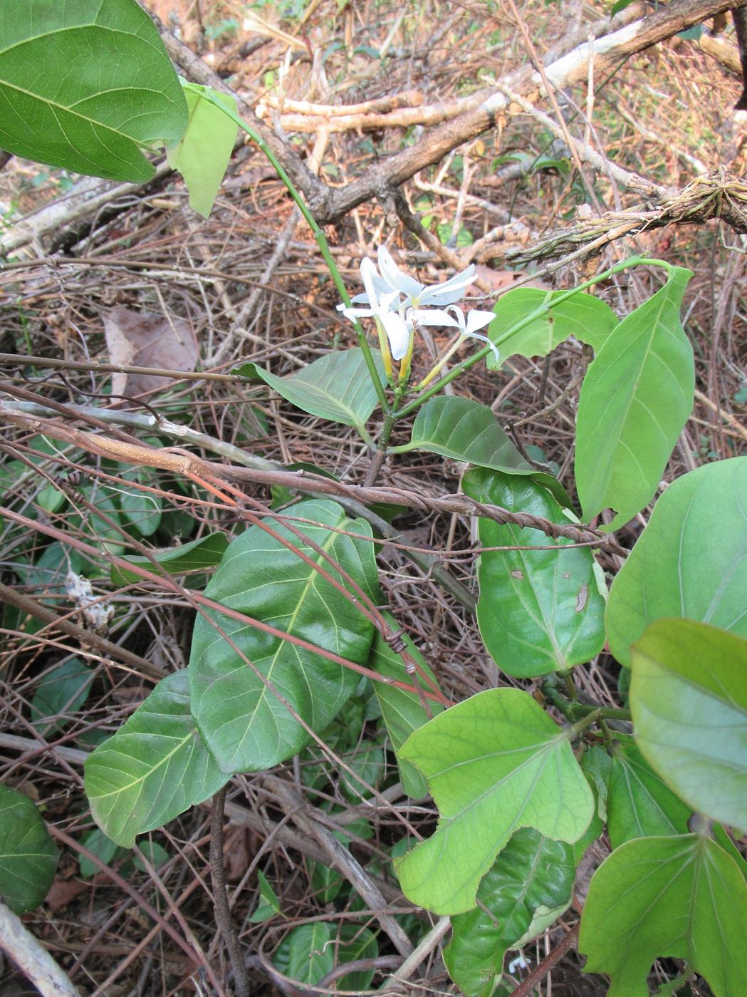 Saba comorensis