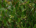 Cryptolepis oblongifolia