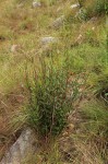 Cryptolepis oblongifolia