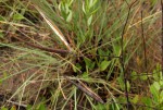 Cryptolepis oblongifolia