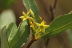 Cryptolepis oblongifolia