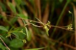 Cryptolepis oblongifolia